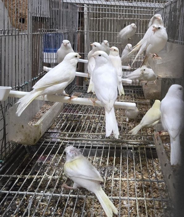 Vendo canários de raça