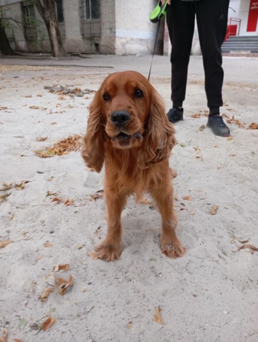 Хлопчик на ім'я Денні, шукає дівчинку для в'язки, йому три роки.