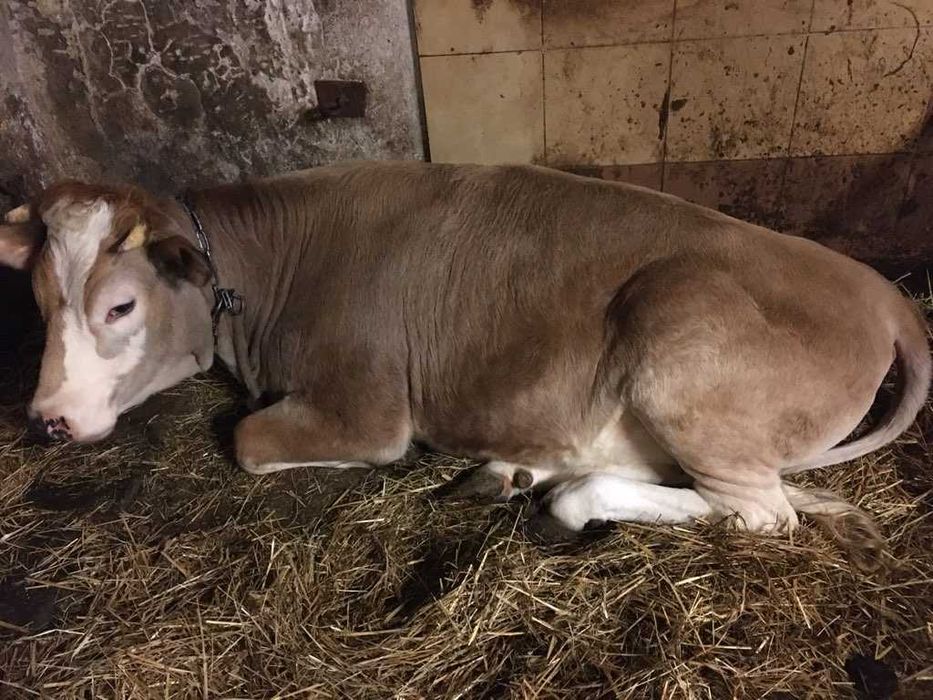 Krowa jałówka sułkowice