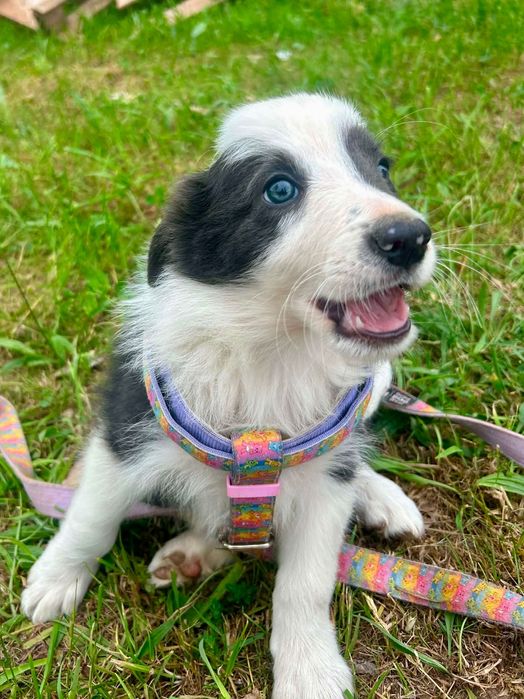 border collie blue samiec