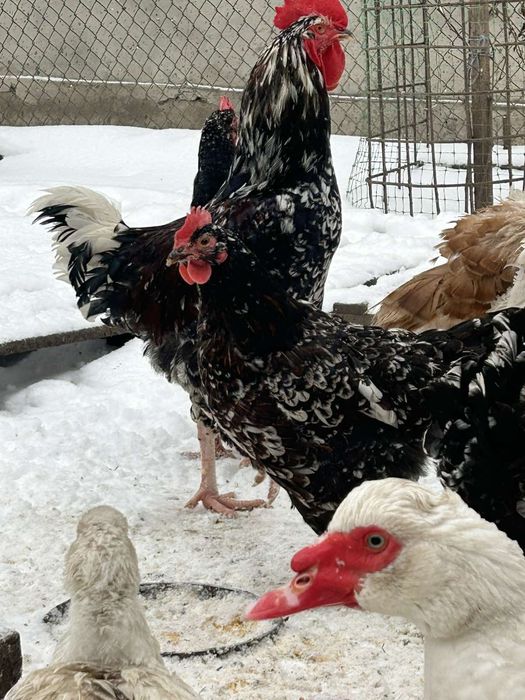 Лівенська ситцева інкубаційне яйце