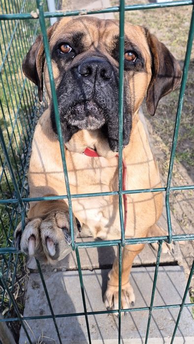 Dżej Si sama słodycz