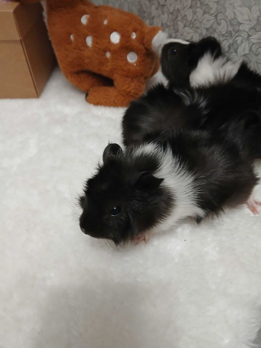 Продам морських свинок