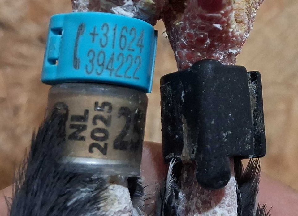 Gołębie pocztowe- Postawny NL 2025 GOLD samiec tygrys klasa czip tel okaz
