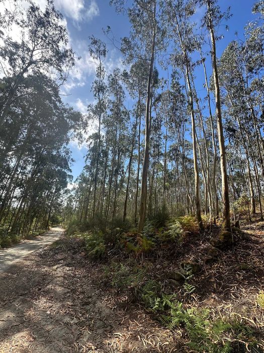 Bouça a 5€ m2 com 8.901m2 em Eiriz - Paços de Ferreira