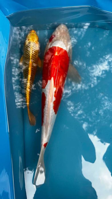 Oryginalne Karpie Koi