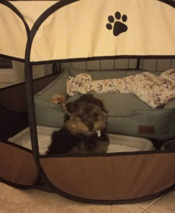 Parque/Casota para Cachorro ou Cão de pequeno porte 80»39€