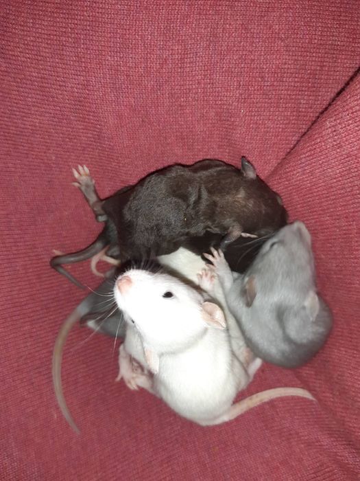 Крысята  крыса дамбо голубая щурята