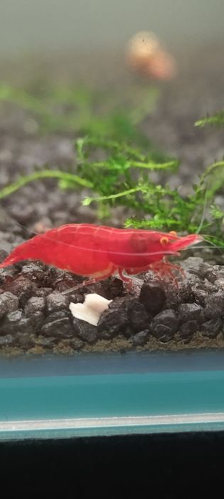Neocardina Bloody Mary OE „Red Demon” (Orange Eye) – Kranówka!