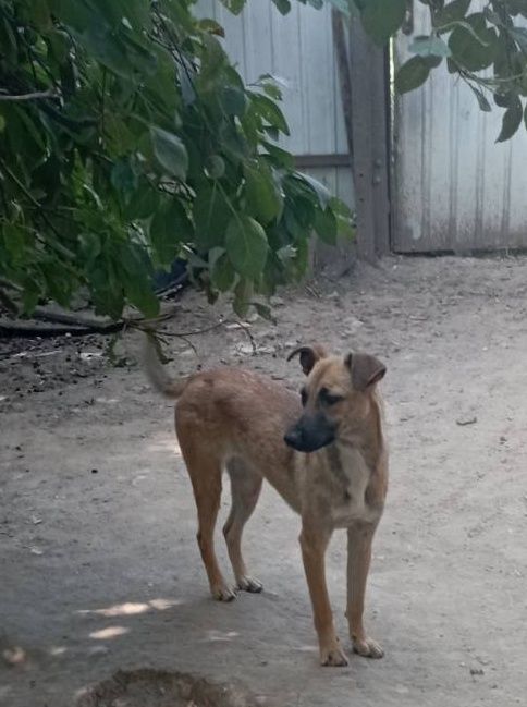 Гарні охоронниці, в хороші руки, дівчата