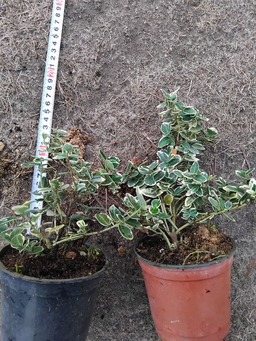 Trzmielina w p9 żółta I biała