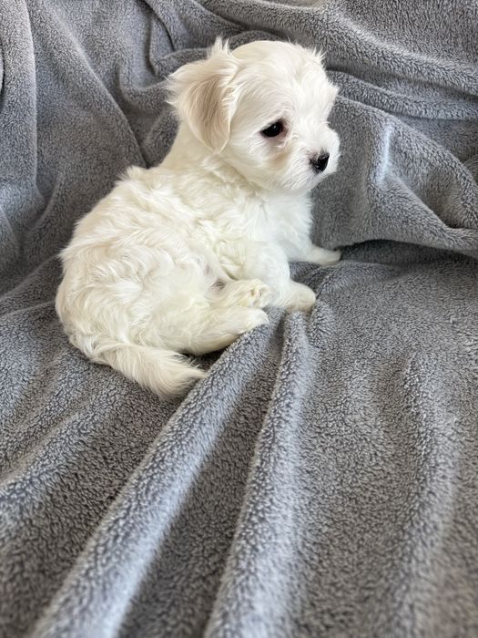 Maltańczyk - BARTUŚ