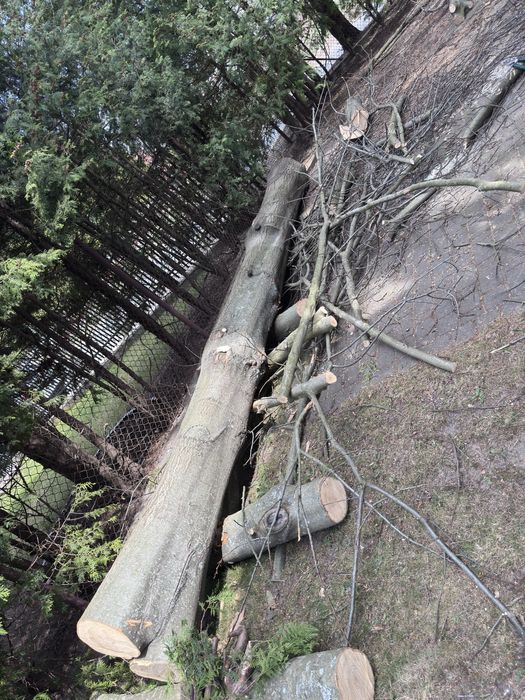 Sprzedam Drewno dębowe, kłody dębowe