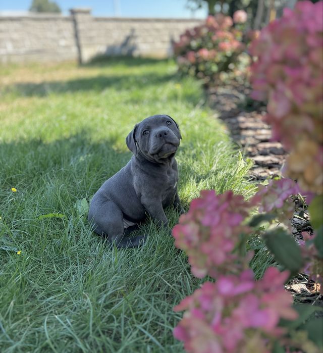 Staffordshire Bull Terrier -Staffik