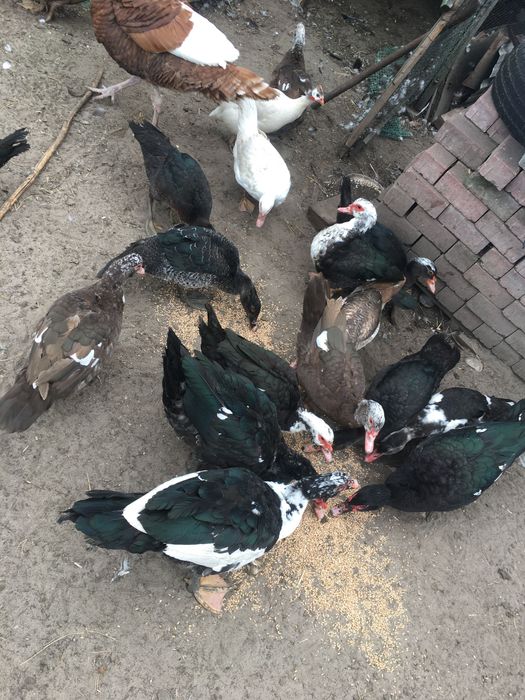 Kaczki piżmowe francuskie