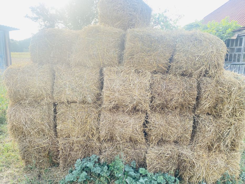 Продам тюки соломи з ячменю