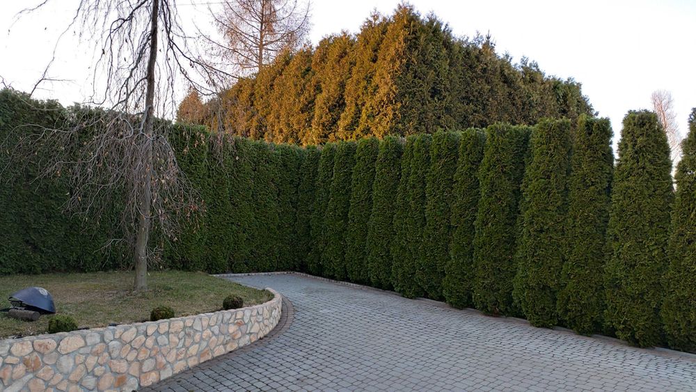 Przycinanie drzew. Żywopłoty. Pielęgnacja ogrodów.Oczyszczanie działek