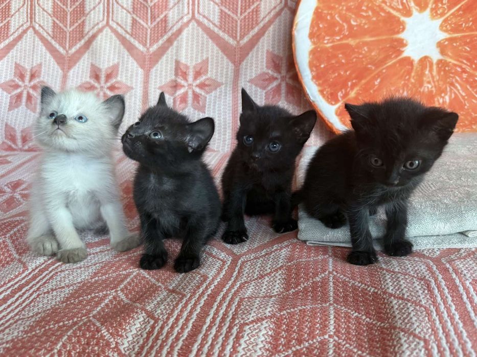 Кошенята хлопчики