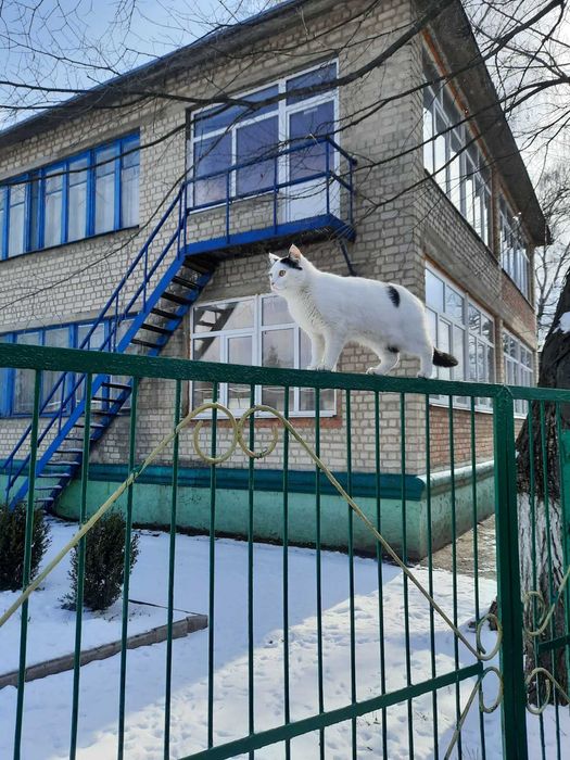 Потерялся кот.  Харьков