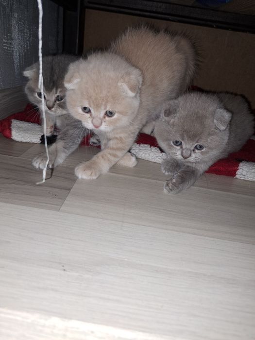 Кошенята шотландські висловухі