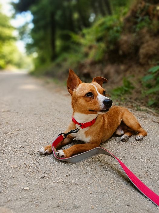 Adoção cão e cadela porte pequeno