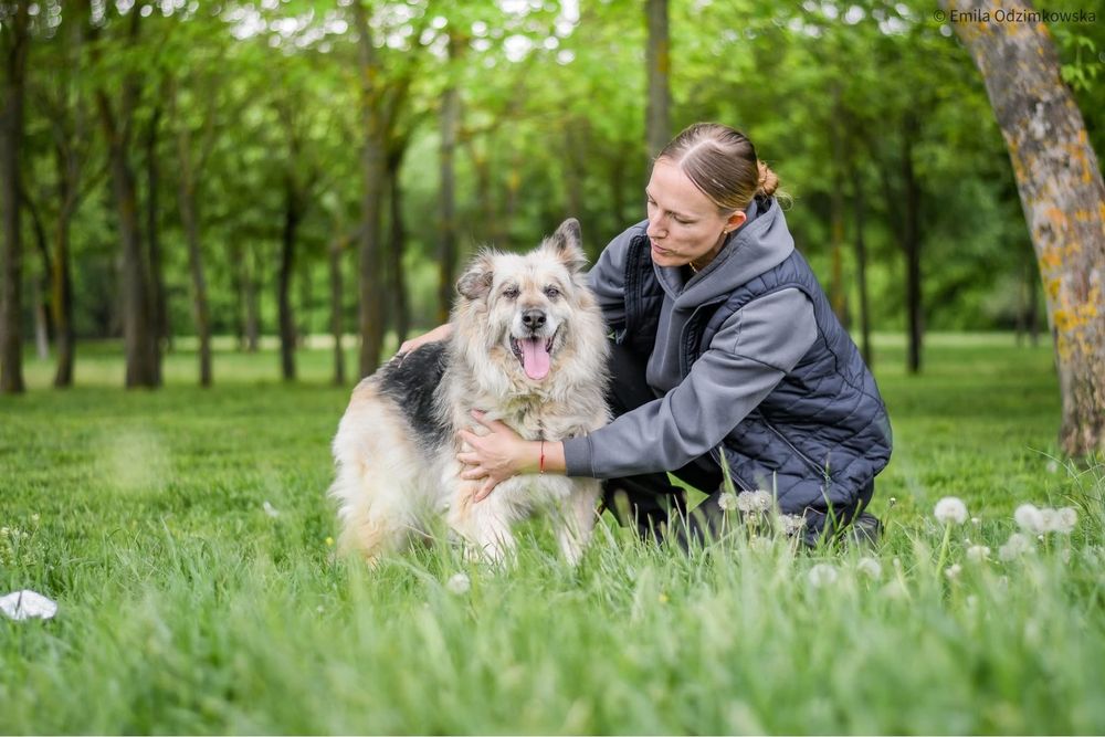 Ramona-starsza cudowna towarzyska suczka do pilnej adopcji