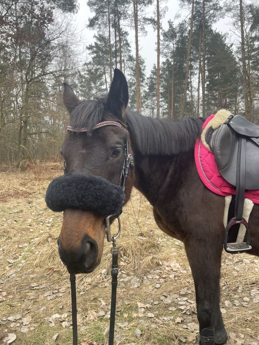 Klacz 9 lat ambitna rekreacja/mały sport