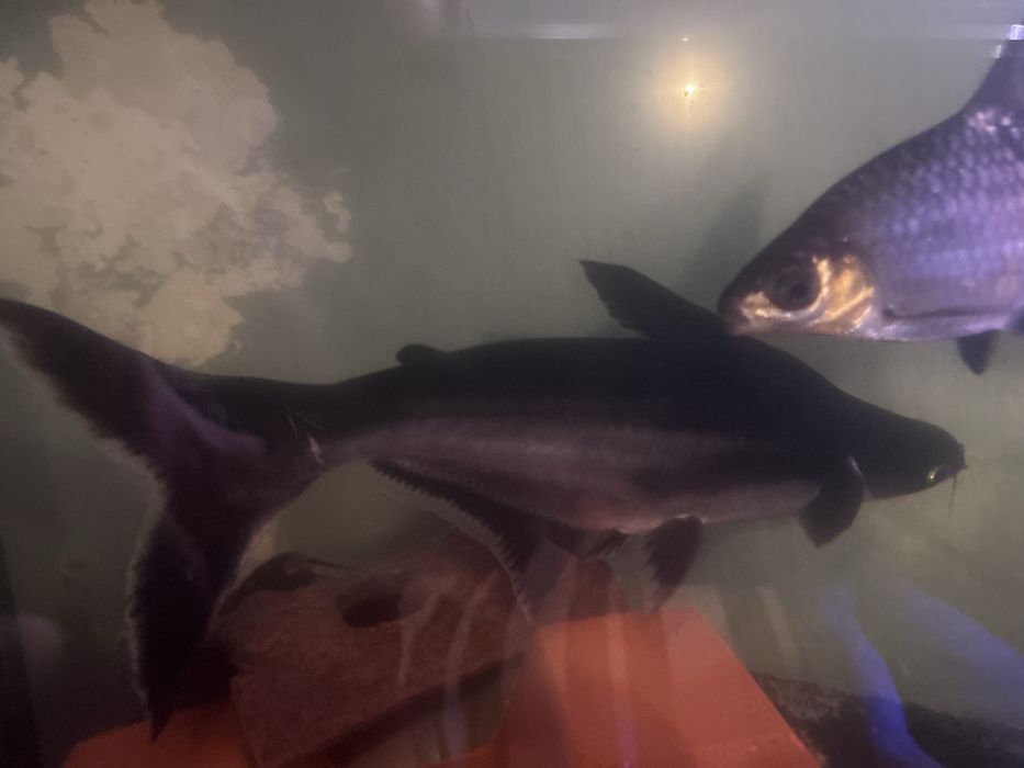 Pleco , Pangasius e Peixe Gato 20cm+