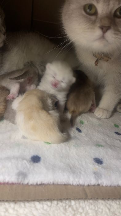 Бронь на британских шиншил