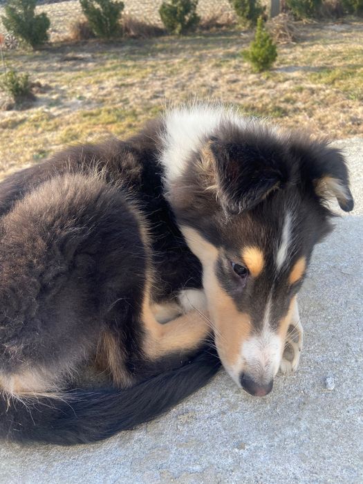 Owczarek szkocki collie