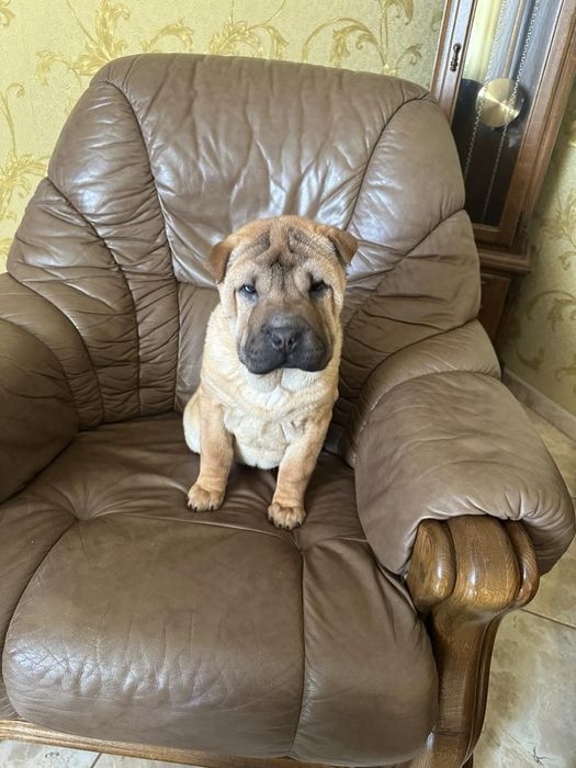 Чекають своїх господарів Шарпейчики