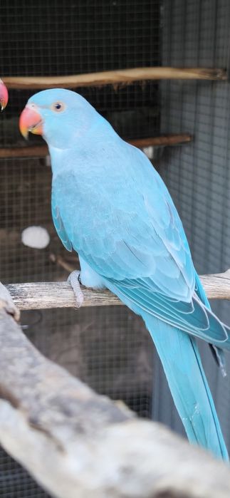 Ringnecks, para cedençia