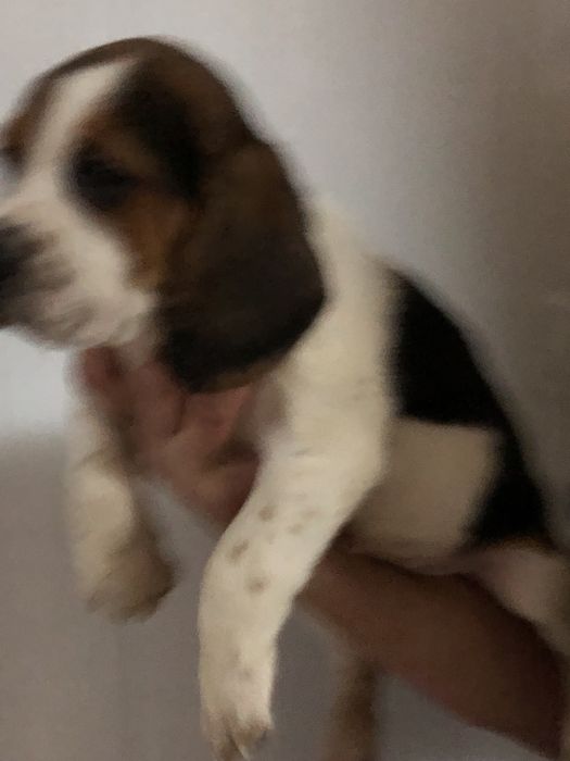 Beagle macho. pronto para entrega. Vacinado e desparasitado.
