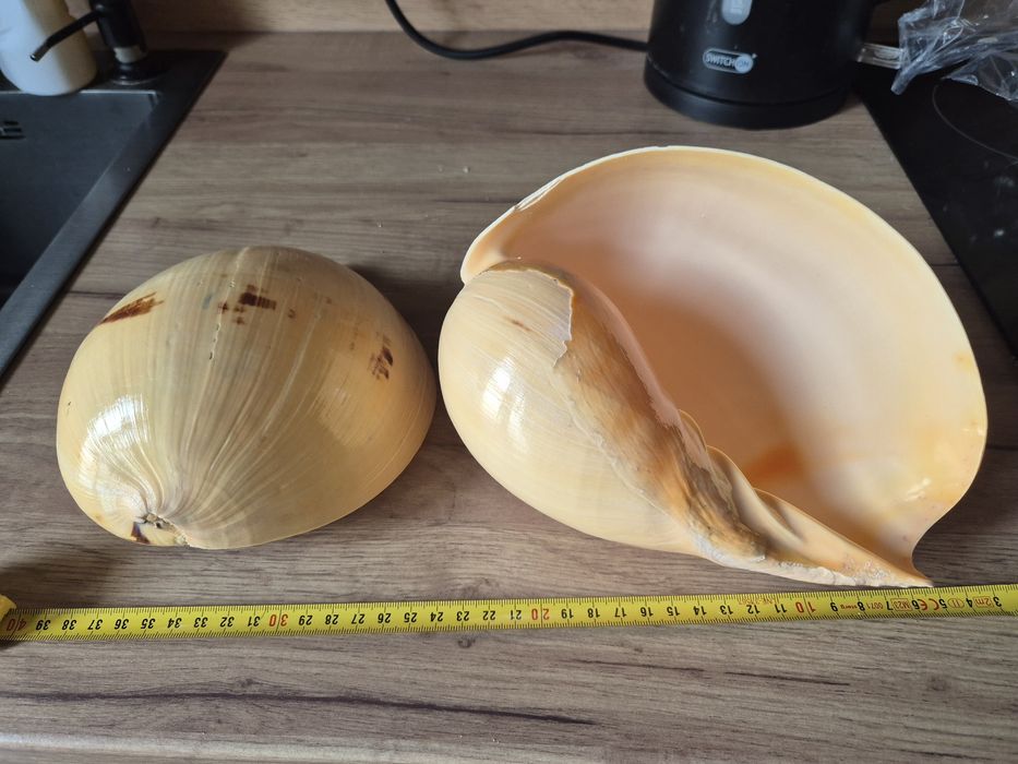2 muszle melo melo muszle morskie