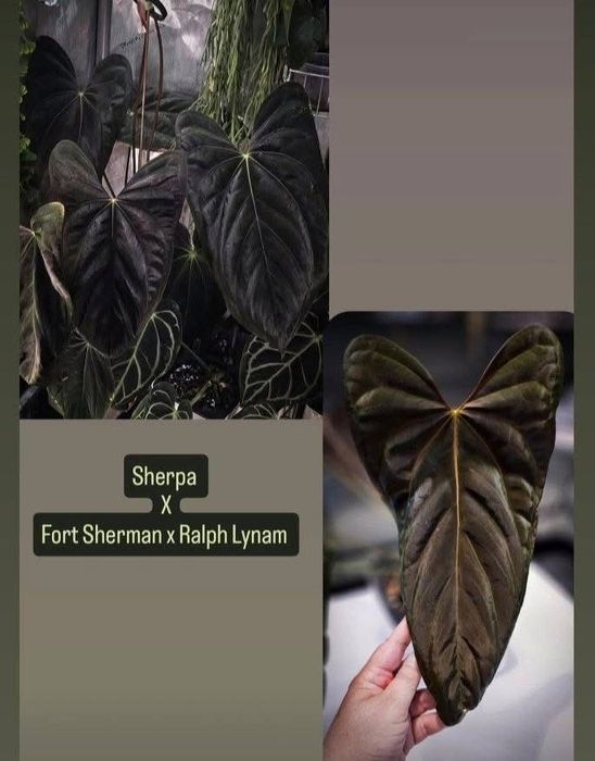 Anthurium Sherpa X FSRL
