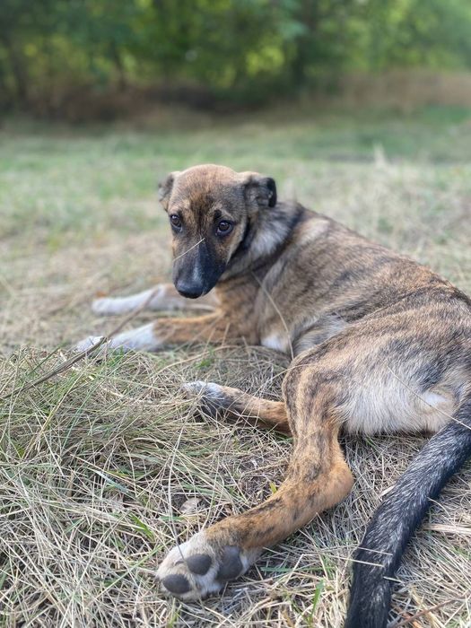 Цуцики(цуценята, щенки) шукають дім, вік 5міс