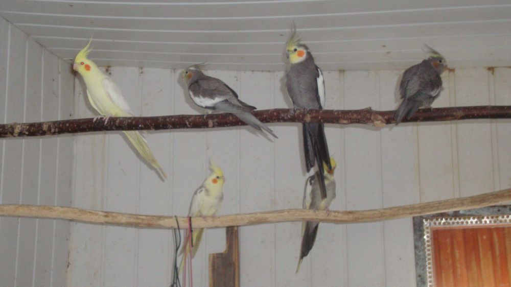 Papugi faliste z wiosny