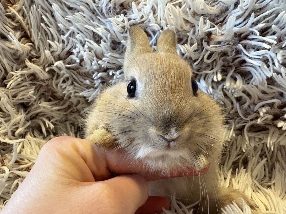 Królik króliczek miniaturka samczyk