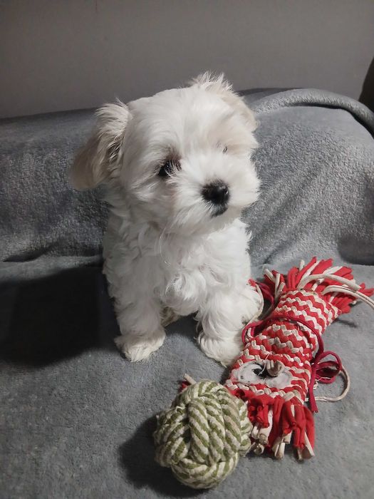 maltańczyk piękne pieski, suczka i piesek xs rodowód krótka kufa!