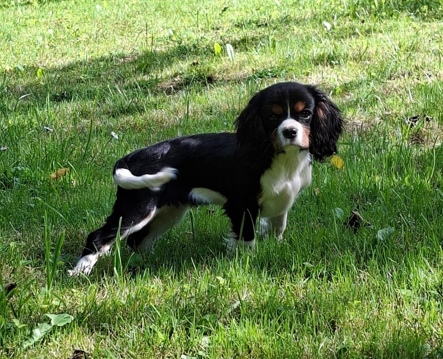 Suczka Cavalier King Charles Spaniel piękna unikat
