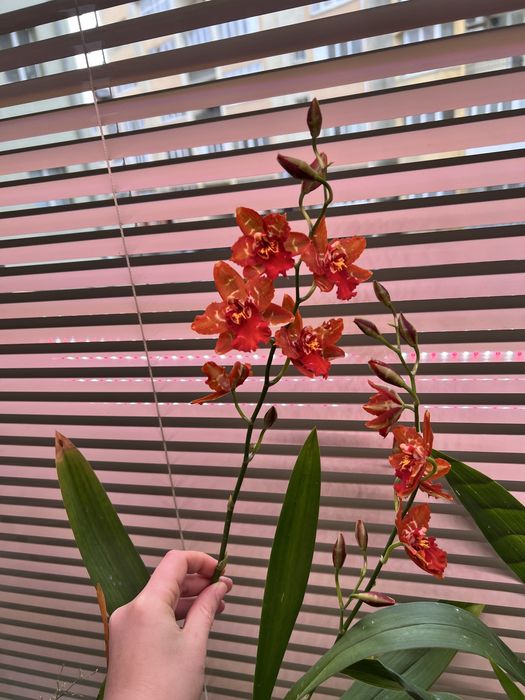 Орхідея камбрія Odontioda mix, з новим ростом