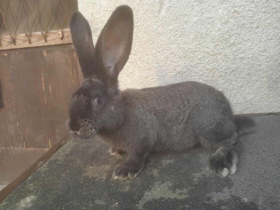 Belgijski belg olbrzym żelazisty królik szczepiony
