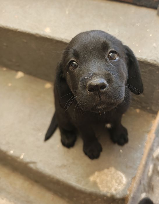 Labrador fêmea preta