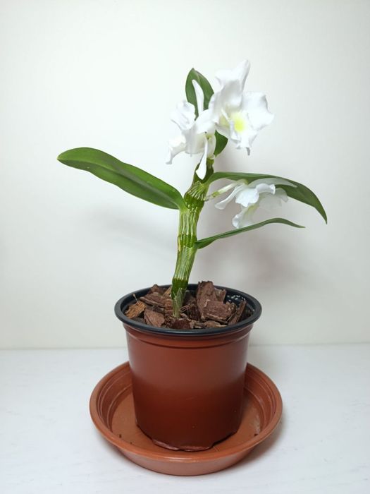 Дендробіум нобіле