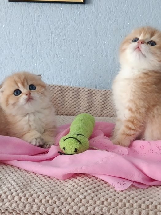 Шотландські красотуни