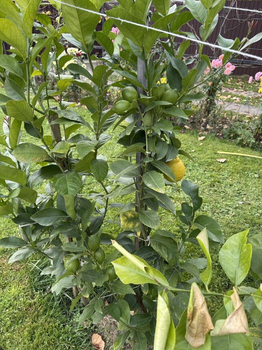 Лимонне дерево Пондероза оригінал