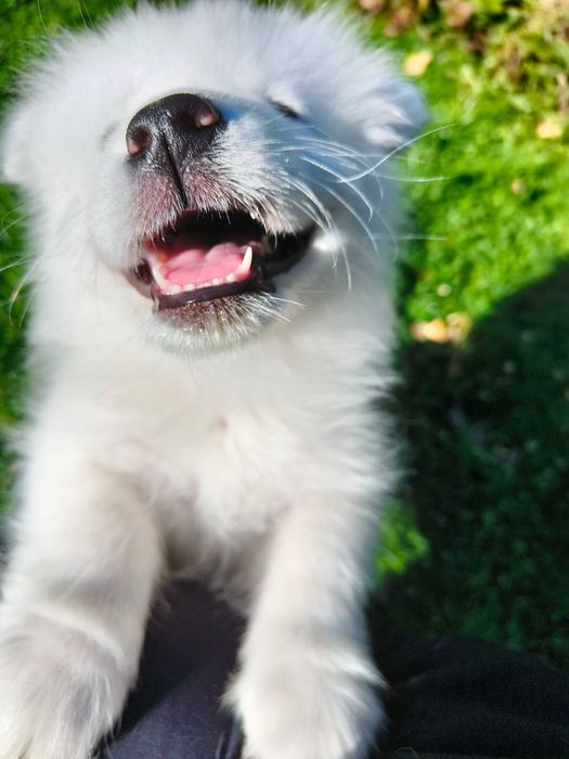Samoyed szczenię ZKwP/ FCI