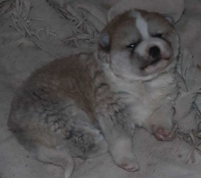 Щенок японской акиты инну - кобель