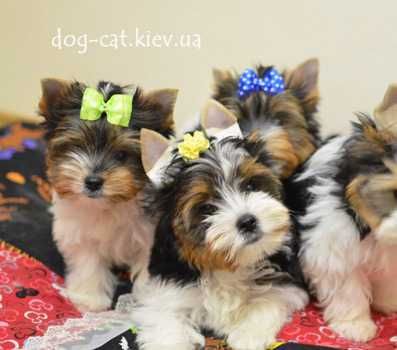 Роскошная стандартная Бивер йорки девочка VIP- класса. Есть мини. Киев