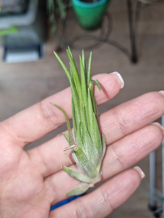 Тилландсия криптантус